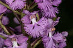 Small purple fringed orchid <BR>Lesser purple fringed orchid